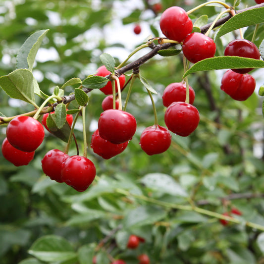 Shrub cherry 'Carmine Jewel' young plants