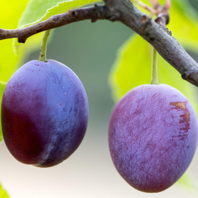 Wild Plum 'Pogauner' seedlings