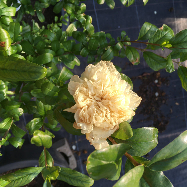 Pomegranate 'Haku Botan' - young plants