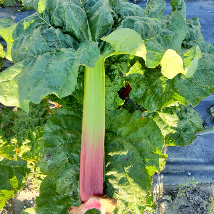 Rhabarber 'Victoria'-Jungpflanzen