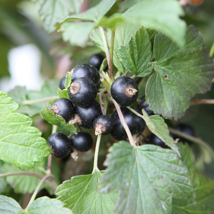 Red Leaved Blackcurrant Blackn'n'Red® 'Premiere'® young plants