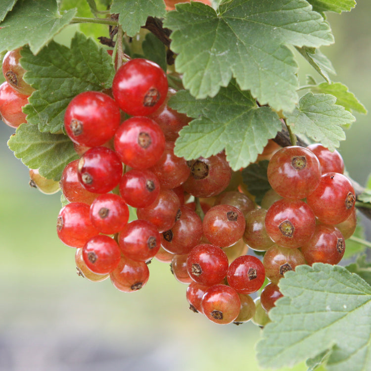 Redcurrant Ribest® 'Babette'® young plants