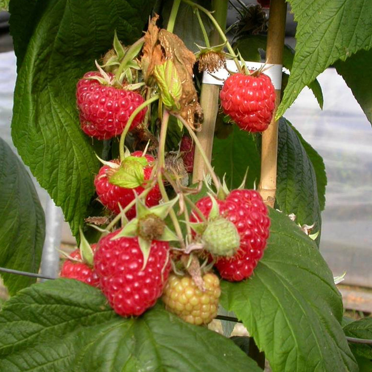 Himbeere Lowberry® 'Ruby Fall®' - Jungpflanzen