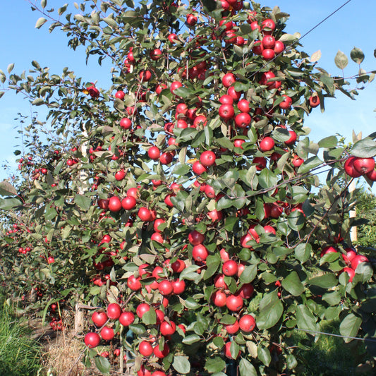 Apple tree Redlove® 'Calypso®' young plants