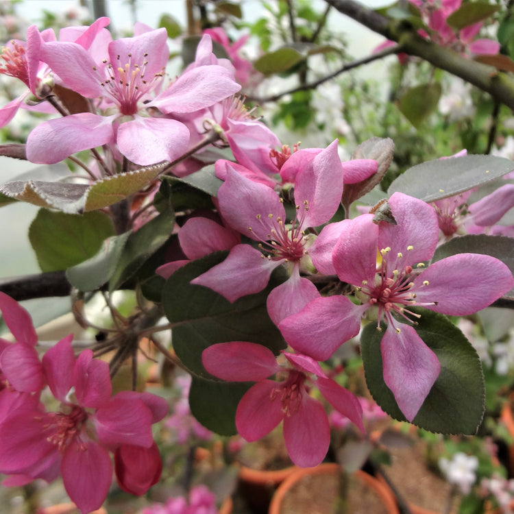 Apple tree Redlove® 'Calypso®' young plants