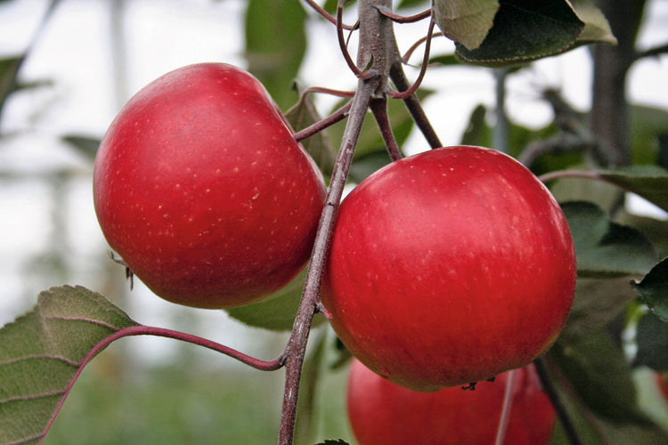 Apple tree Redlove® 'Calypso®' young plants