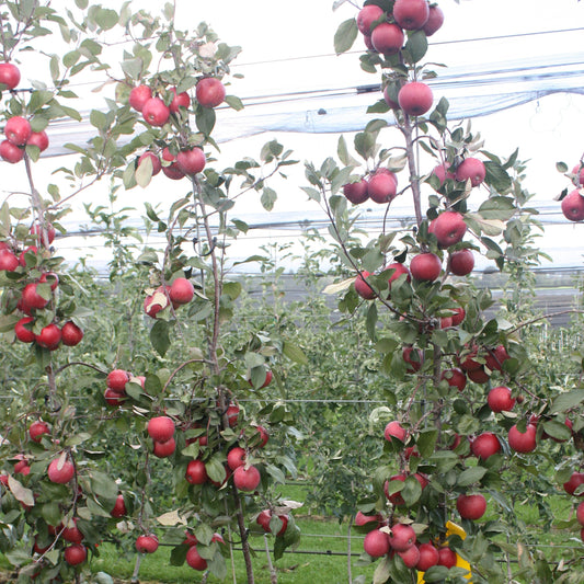 Apple tree Redlove® 'Era®' young plants