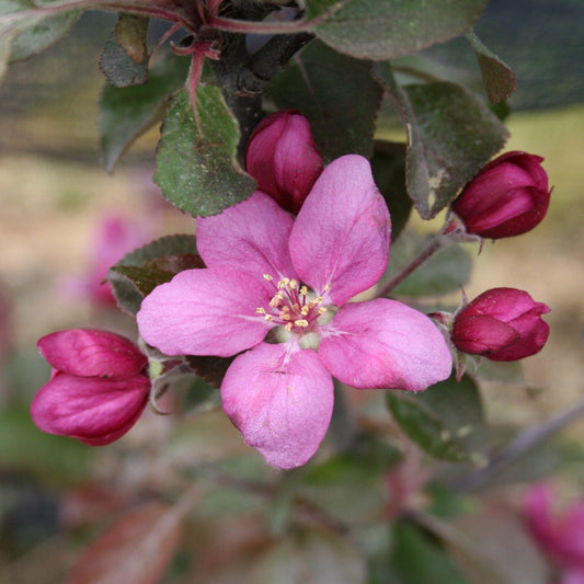 Apfelbaum Redlove® 'Era®'-Jungpflanzen