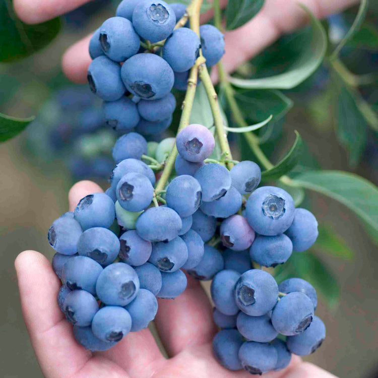 Heidelbeere 'Reka'-Jungpflanzen