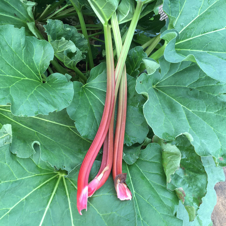 Rhubarb 'Fulton's Strawberry Surprise' young plants