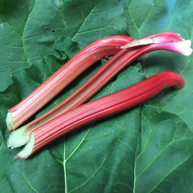 Rhabarber 'Fultons Strawberry Surprise'-Jungpflanzen