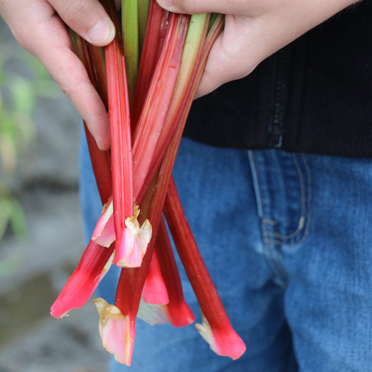 Rhabarber 'Livingstone(PBR)'-Jungpflanzen