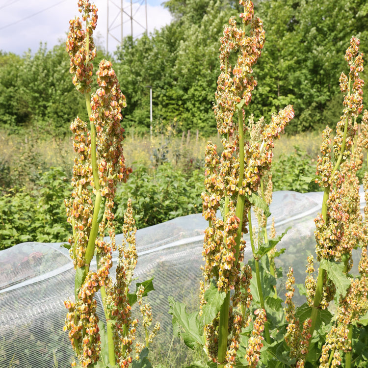 Flower rhubarb Bloombarber® 'Blitzstart®' young plants