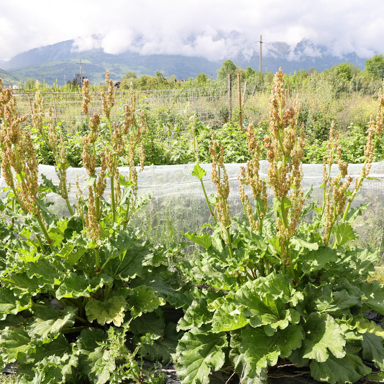 Flower rhubarb Bloombarber® 'Blitzstart®' young plants