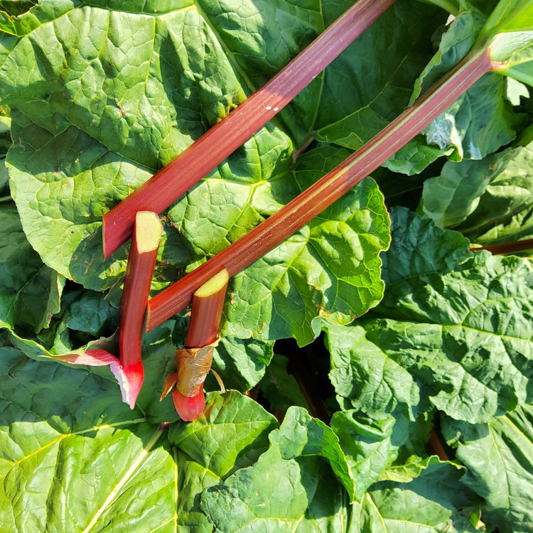 Rhubarb Everbarber® 'Potstar®' young plants