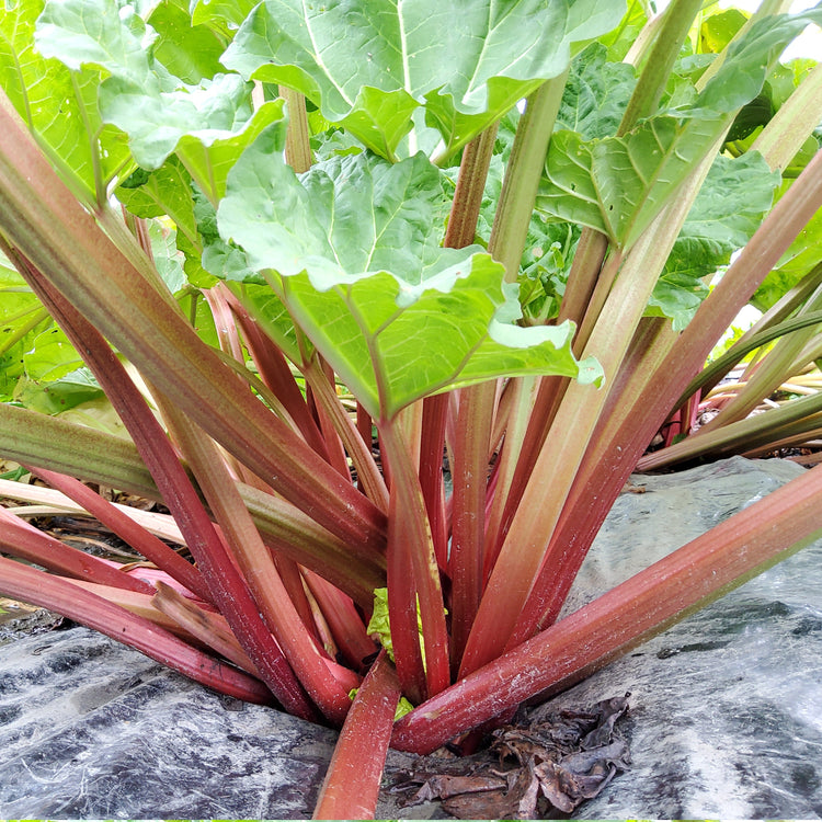Rhubarb Everbarber® 'Cropstar®' young plants