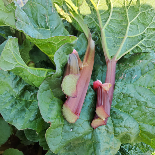 Rhubarb Everbarber® Pinkbarber® young plants
