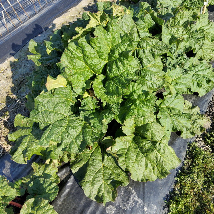 Rhubarb Everbarber® Pinkbarber® young plants