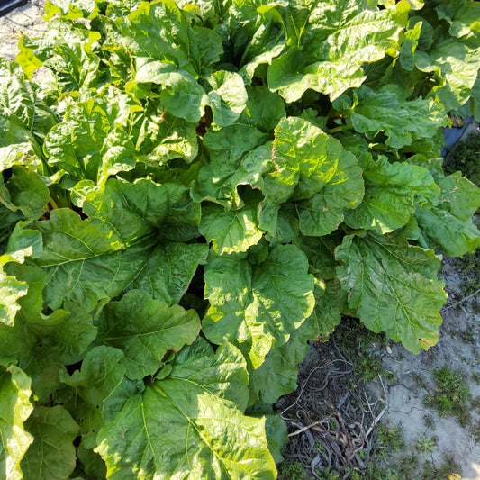 Rhubarb Springbarber® 'Kickoff®' young plants