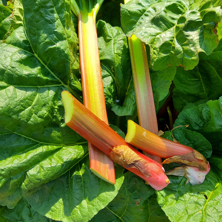 Rhubarb Springbarber® 'Kickoff®' young plants