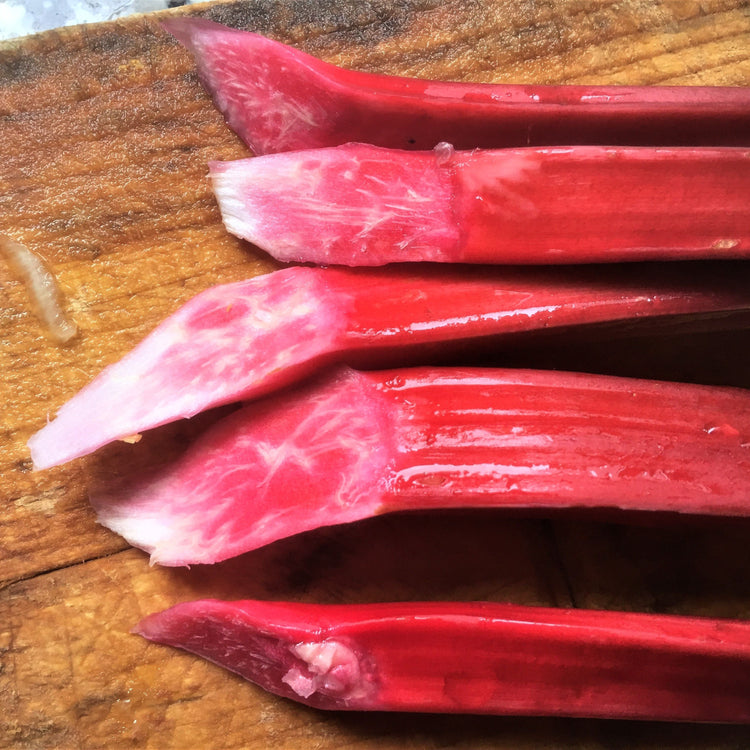 Rhubarb Springbarber® 'Redbarber®' young plants