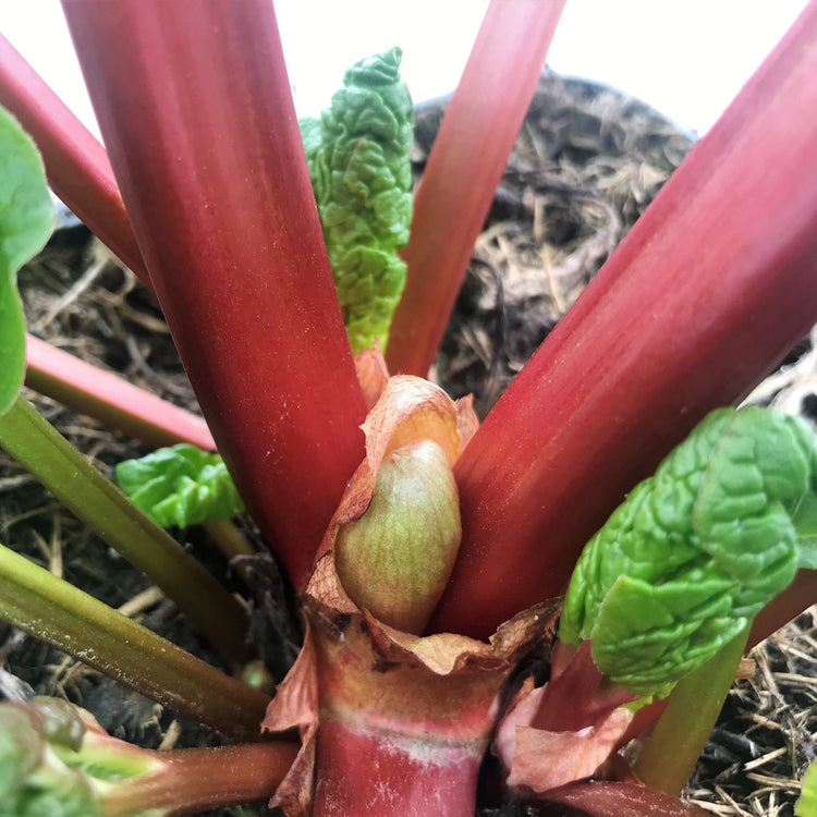 Rhubarb Springbarber® 'Redbarber®' young plants