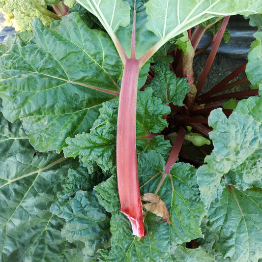 Rhubarb Springbarber® 'Redbarber®' young plants