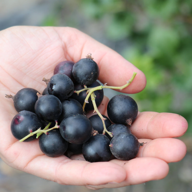 Jostabeere Confi®Beere Jodeli® - Jungpflanzen