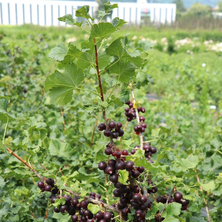 Jostabeere Confi®Beere Jodeli® - Jungpflanzen