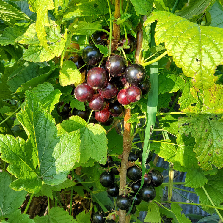 Schwarze Johannisbeere Cassissima® 'Little Black Giant®'-Jungpflanzen