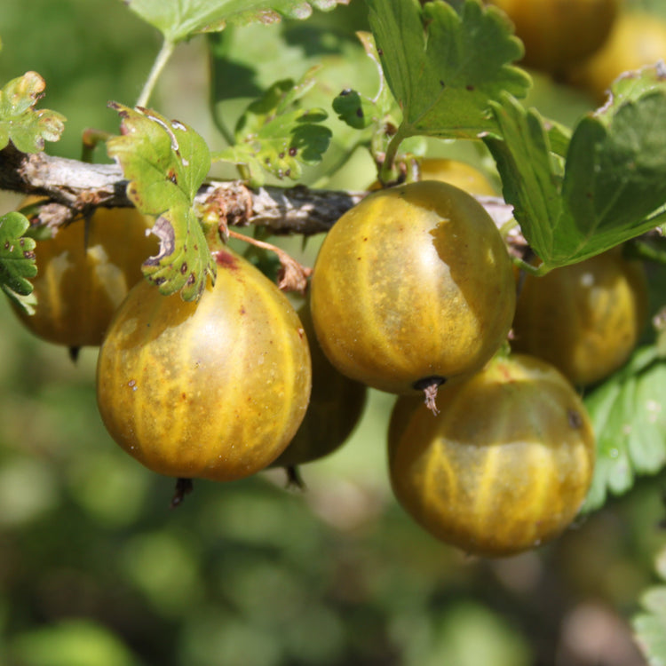 Stachelbeere Crispa® Goldling®-Jungpflanzen