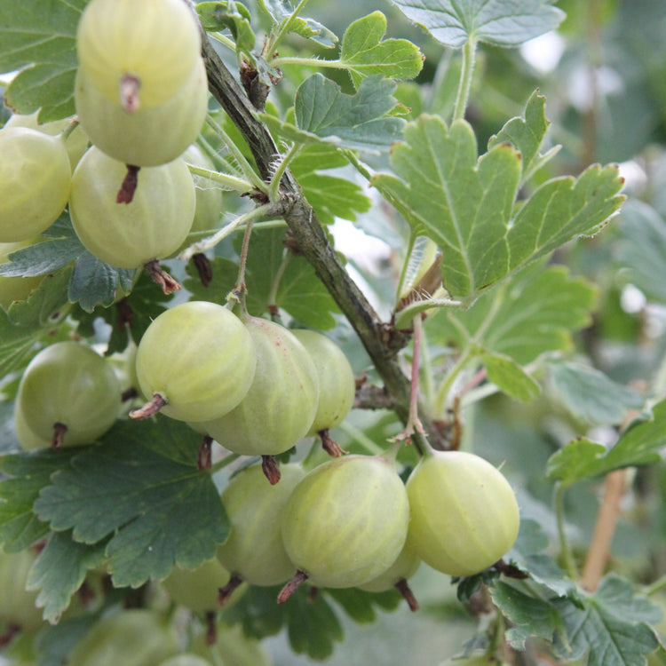 Gooseberry Easycrisp® Lady Sun® young plants
