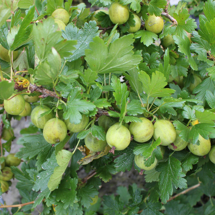 Gooseberry Easycrisp® Mr. Green® young plants