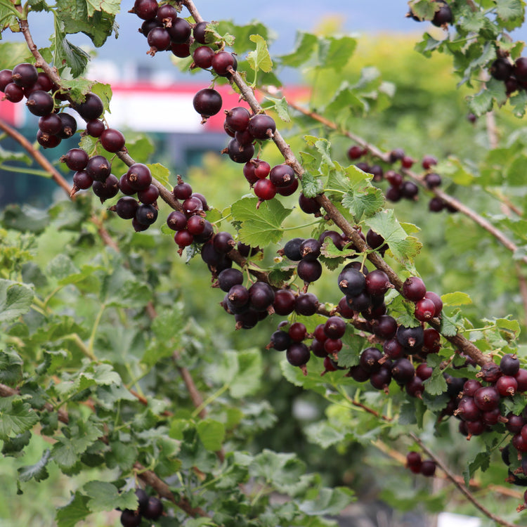 Jostabeere Confi®Beere Jofruity® - Jungpflanzen