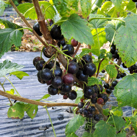 black currant Cassissima® 'Night Sky®' young plants