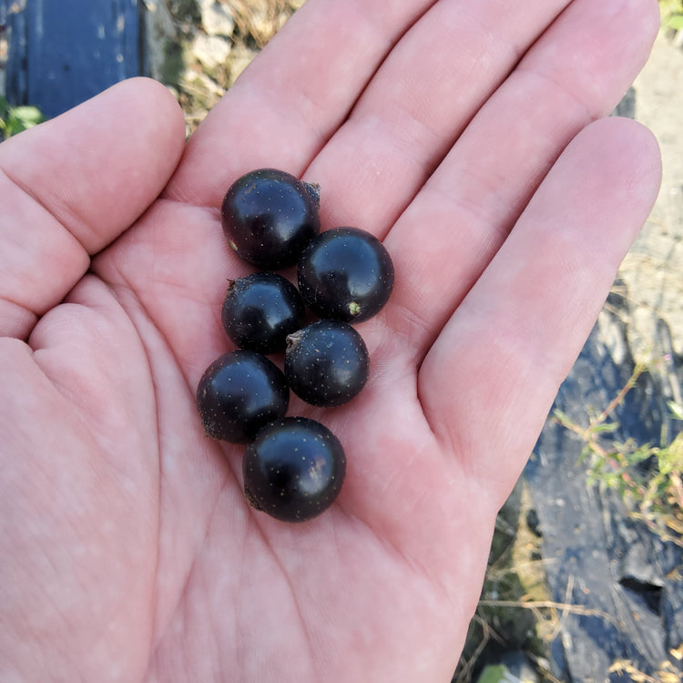 black currant Cassissima® 'Night Sky®' young plants