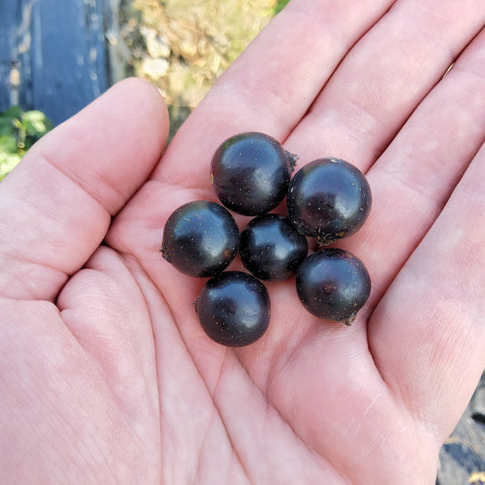 black currant Cassissima® 'Night Sky®' young plants