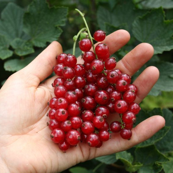 Rote Johannisbeere Ribest® 'Lisette'®-Jungpflanzen