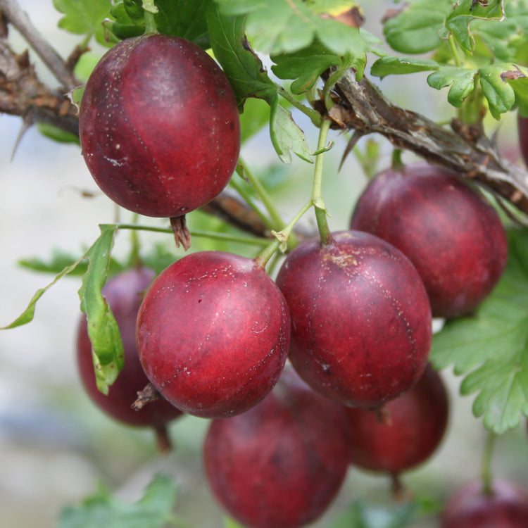 Stachelbeere Crispa® Darling®-Jungpflanzen