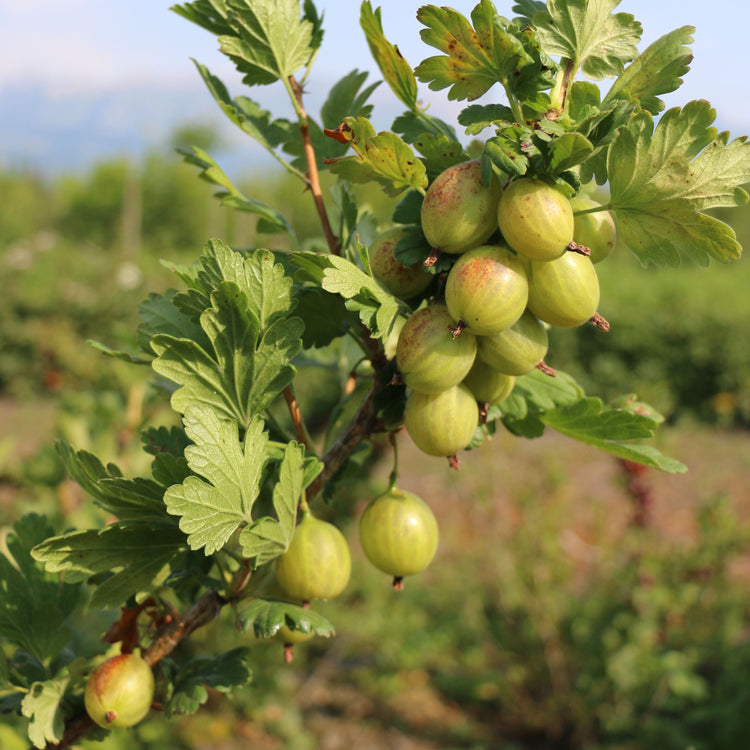 Stachelbeere Crispa® Greenling®-Jungpflanzen