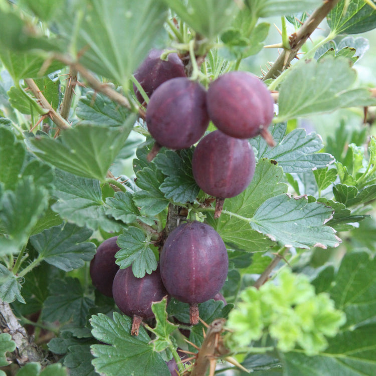 Stachelbeere Hinnonmaki red-Jungpflanzen