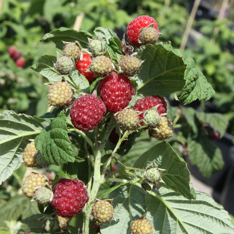 Himbeere 'Autumn Bliss' - Jungpflanzen