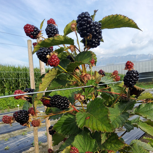 primocane blackberry Gamechanger® 'Burbank' young plants