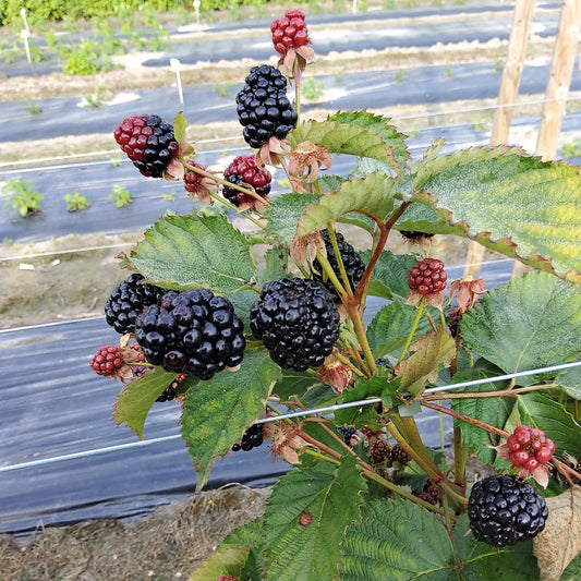 primocane blackberry Gamechanger® 'Burbank' young plants