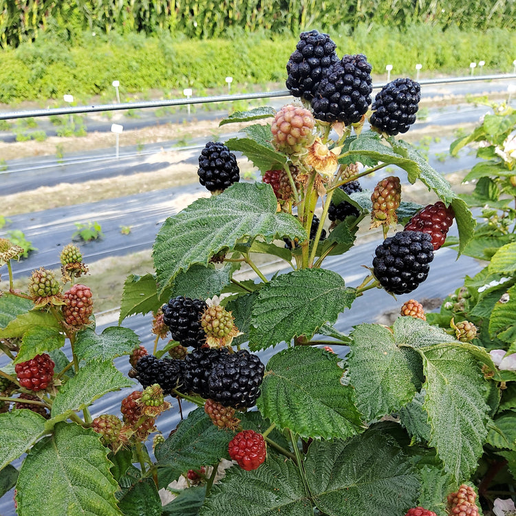 primocane blackberry Gamechanger® 'Burbank' young plants