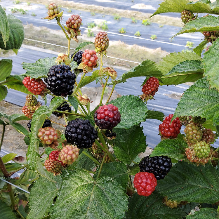 primocane blackberry Gamechanger® 'Burbank' young plants