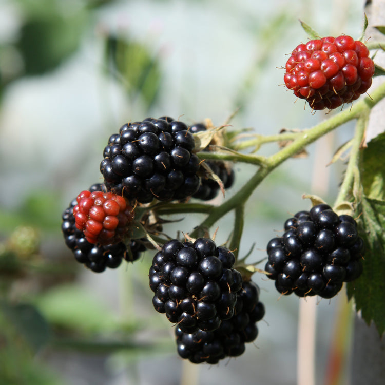 Brombeere 'Loch Maree'-Jungpflanzen