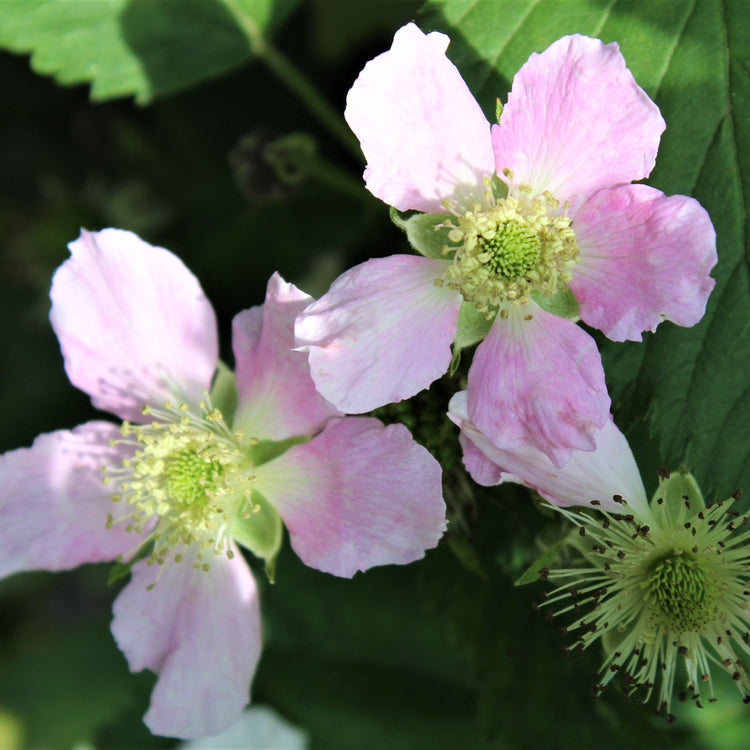 Blackberry Navaho® 'Bigandearly'® young plants