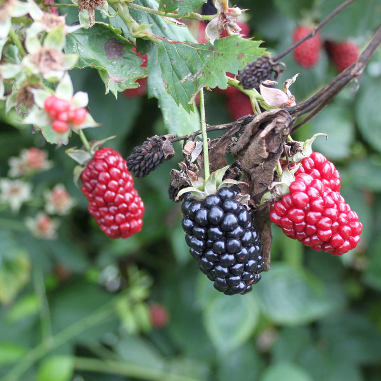 Blackberry Navaho® 'The Big Easy'® young plants
