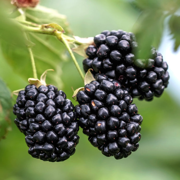 Blackberry Navaho® 'The Big Easy'® young plants